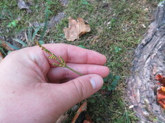 Sceptridium jenmanii