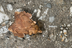 Takanea excisa