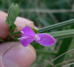 Dicliptera resupinata