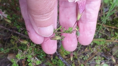 Prostanthera chlorantha