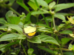 Colotis aurora