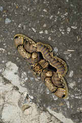 Brahmaea wallichii insulata