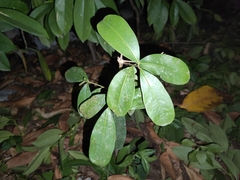 Syzygium cumini
