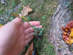 Sceptridium jenmanii