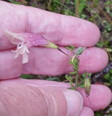 Prostanthera chlorantha