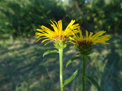 Pentanema helveticum