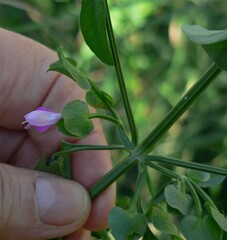 Dicliptera resupinata