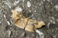 Krananda semihyalina