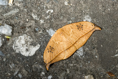 Callidrepana hirayamai