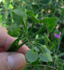 Dicliptera resupinata