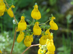 Calceolaria corymbosa