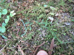 Selaginella apoda