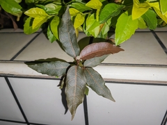 Ficus virens