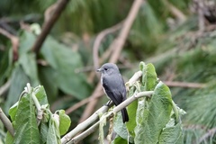 Melaenornis fischeri