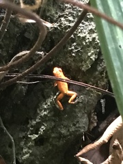 Oophaga pumilio