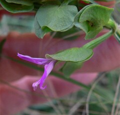Dicliptera resupinata