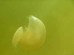 Catostylus
