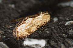 Hupodonta corticalis