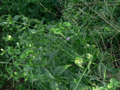 Dicliptera resupinata