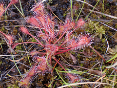 Drosera × obovata