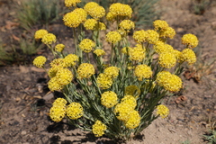 Lasiosiphon kraussianus