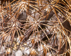 Eriosyce eriosyzoides