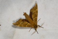Smerinthulus perversa
