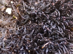 Andreaea