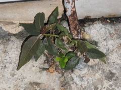 Ficus virens