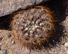 Eriosyce eriosyzoides