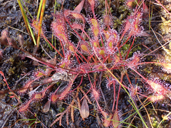 Drosera × obovata