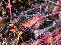 Drosera × obovata