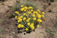 Lasiosiphon kraussianus