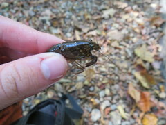 Faxonius alabamensis