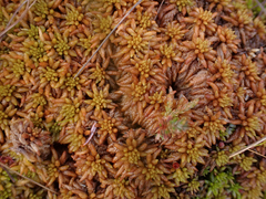 Sphagnum austinii