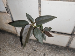 Ficus virens