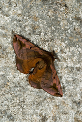 Prismosticta fenestrata