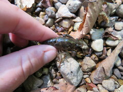 Faxonius alabamensis