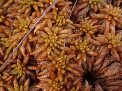 Sphagnum austinii