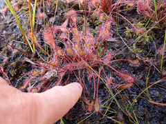 Drosera × obovata