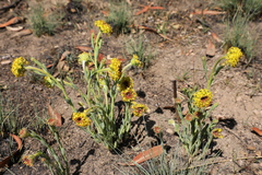 Lasiosiphon kraussianus