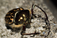 Cheirotonus formosanus