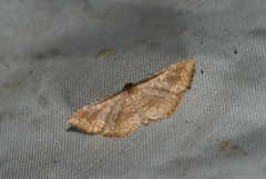 Thyrididae