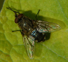 Pollenia rudis