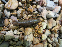 Faxonius alabamensis