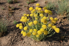 Lasiosiphon kraussianus