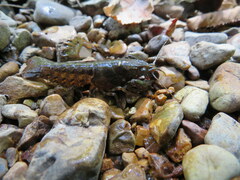 Faxonius alabamensis