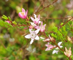 Philotheca angustifolia