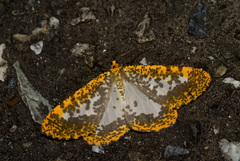 Epobeidia lucifera extranigricans