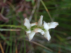 Spiranthes romanzoffiana